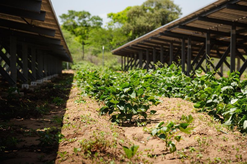 Gobierno nacional convierte las regalías del carbón en energías limpias-2